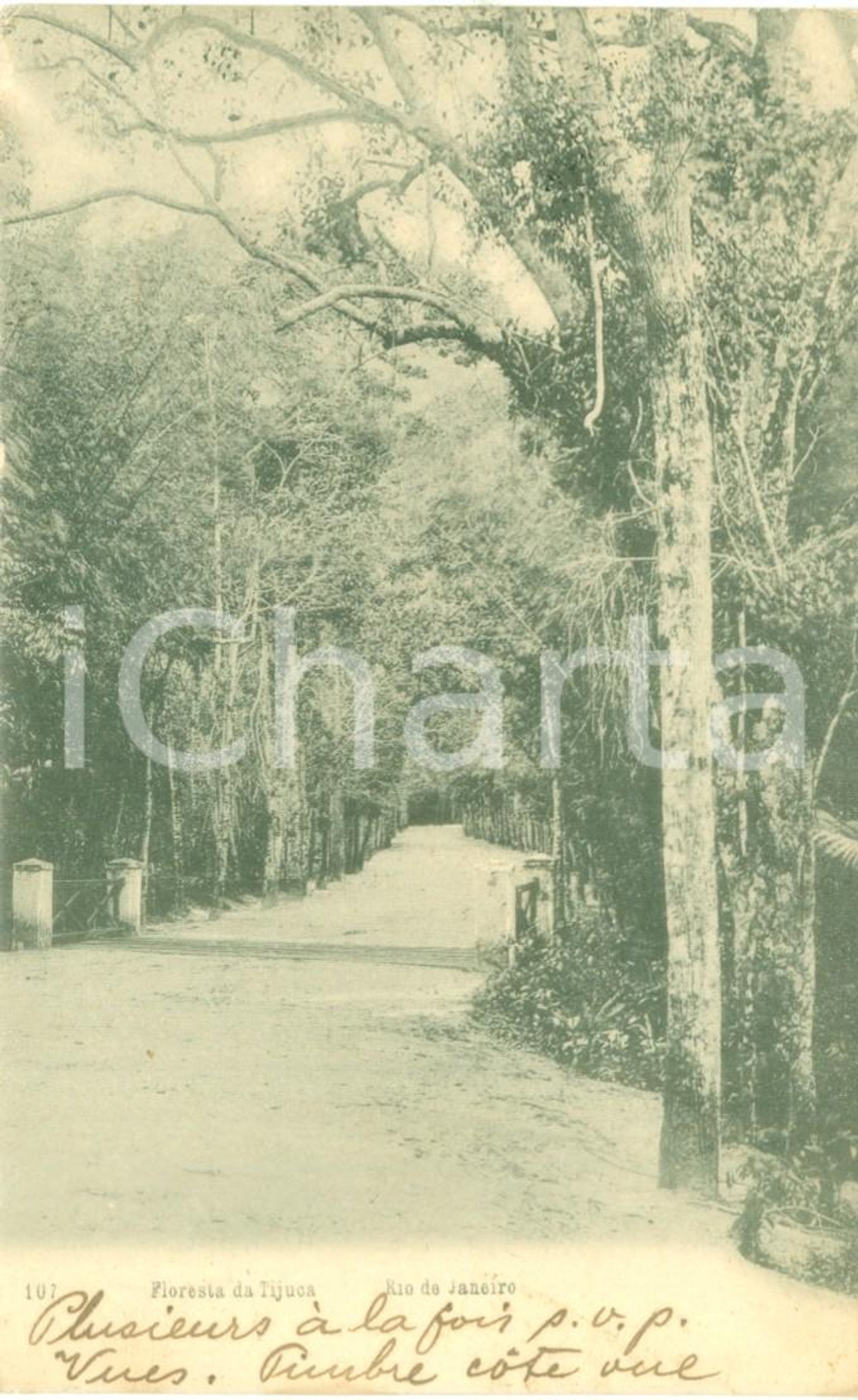 1908 RIO DE JANEIRO (BRASILE) Floresta da TIJUCA *Cartolina postale FP VG