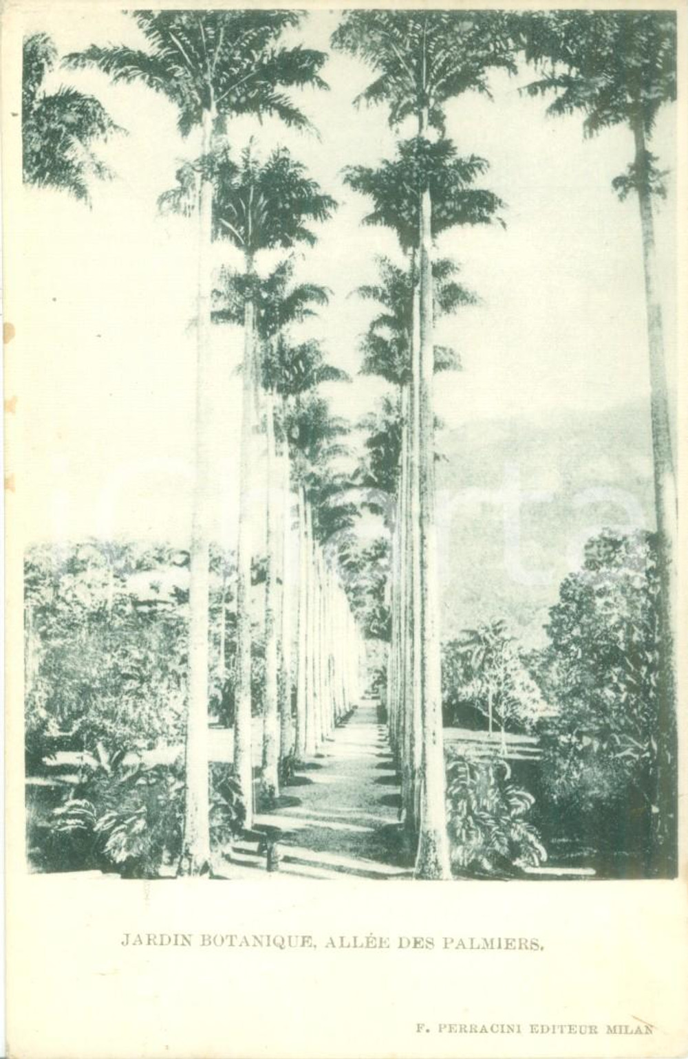 Cartolina originale da collezione 1900 ca RIO DE JANEIRO Jardim Botanico AllÃ©e des Palmiers Cartolina FP NV 1