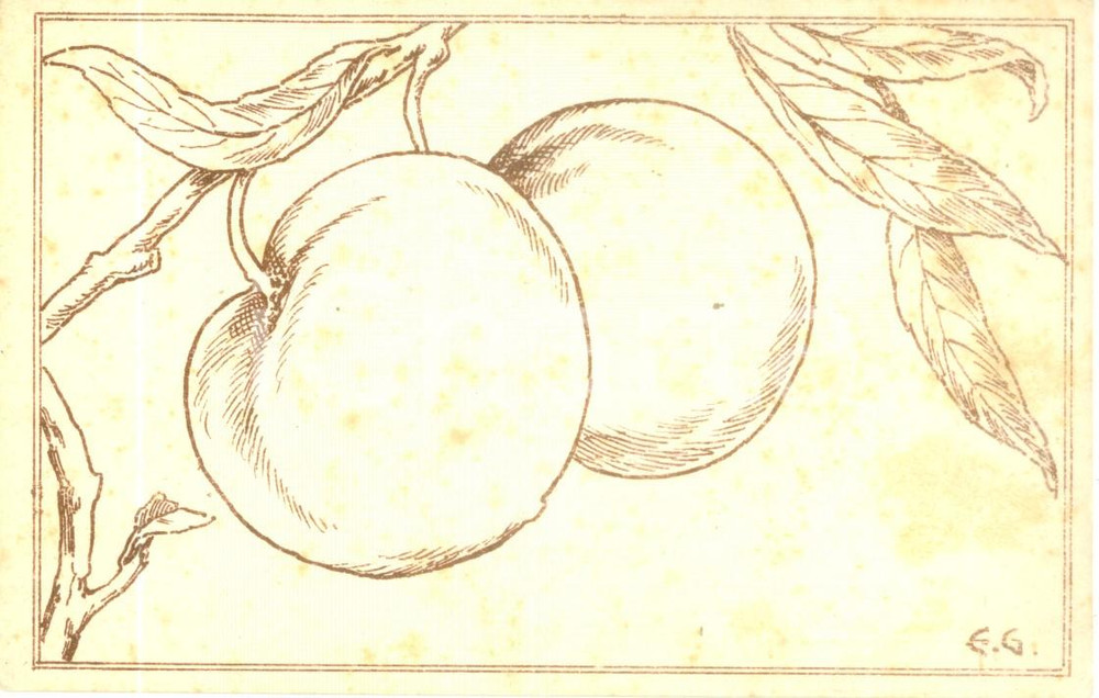Cartolina originale da collezione 1935 ca NATURA Pesche pronte per il raccolto Cartolina ILLUSTRATA E.G. ZAT FP NV 1