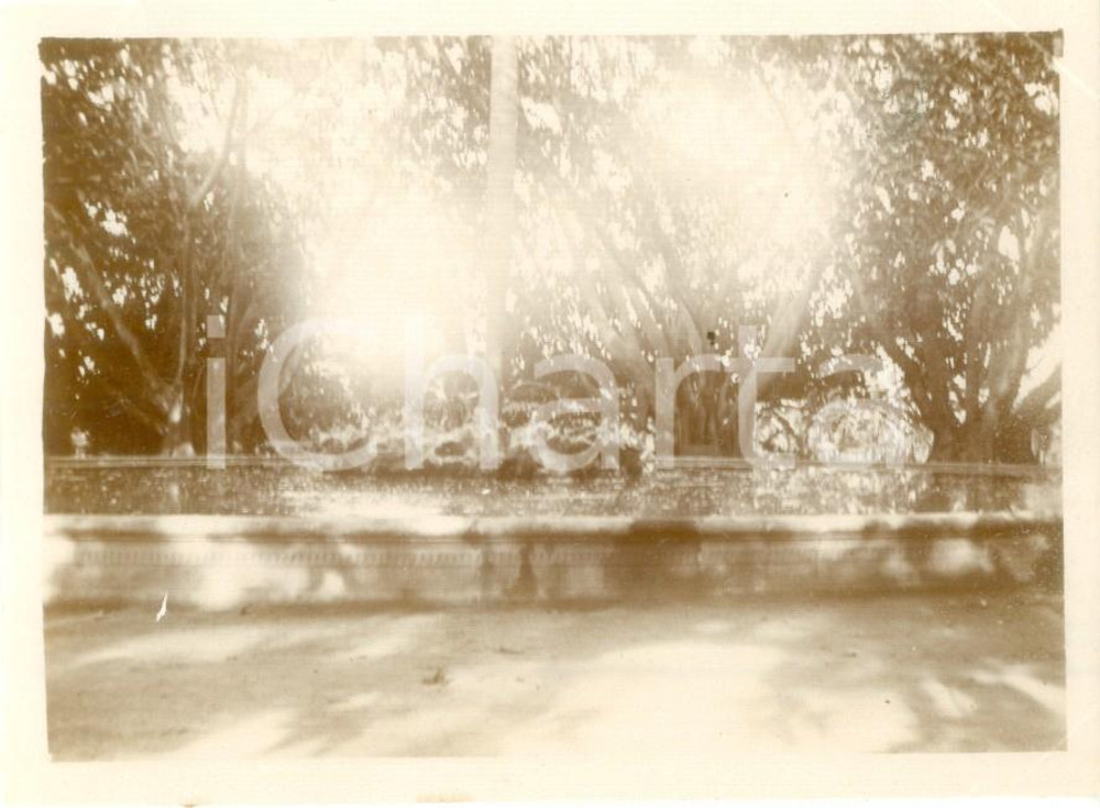 Fotografia d epoca originale 1894 ALGER ALGERIE Jardin d essai du HAMMA Fotografia cm 11 x 8 1
