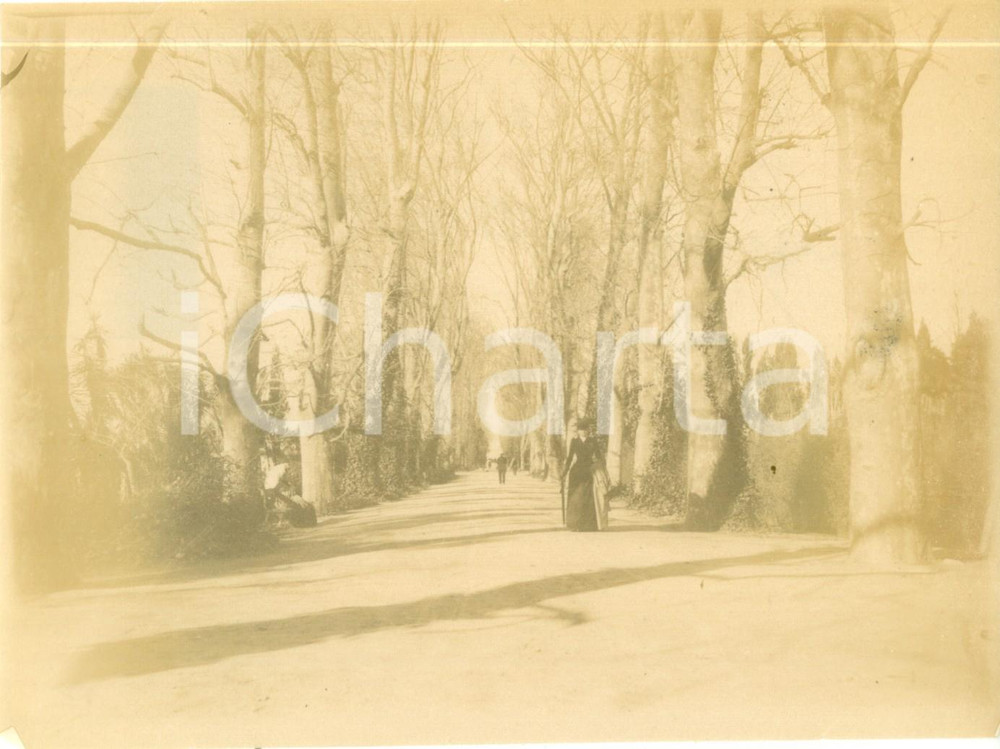 1894 ALGER (ALGERIE) A passeggio sulla Grande Allée des Platanes Foto cm 17 x 13