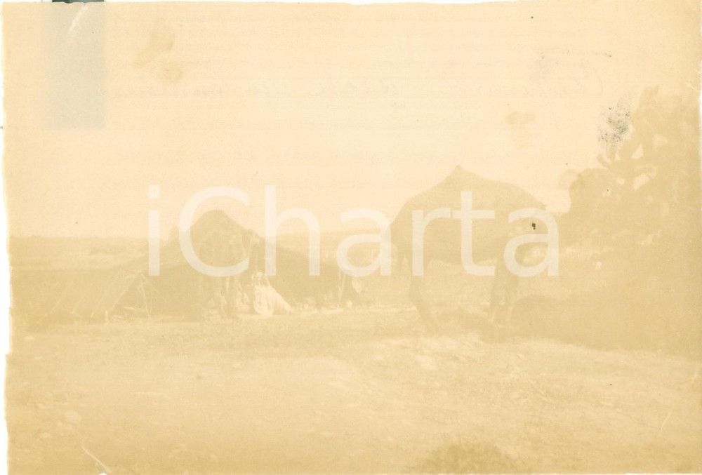 Fotografia d epoca originale 1894 TUNISIA Accampamento con cammelli in un oasi Fotografia cm 16 x 11 1