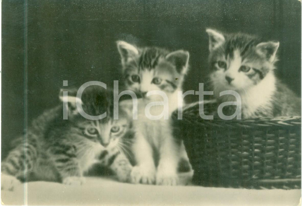 Cartolina originale da collezione 1955 FIRENZE Gattini giocano in un cestino Cartolina FG VG 1