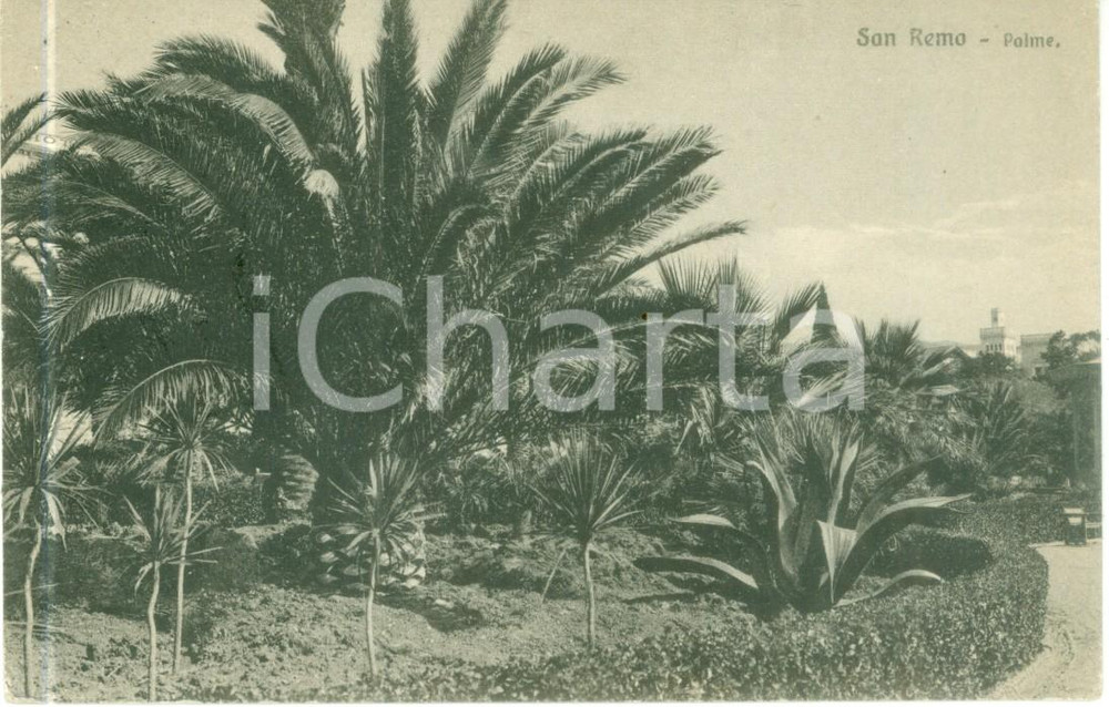 Cartolina originale da collezione 1920 SANREMO IM Le plame al parco Cartolina postale FP VG 1