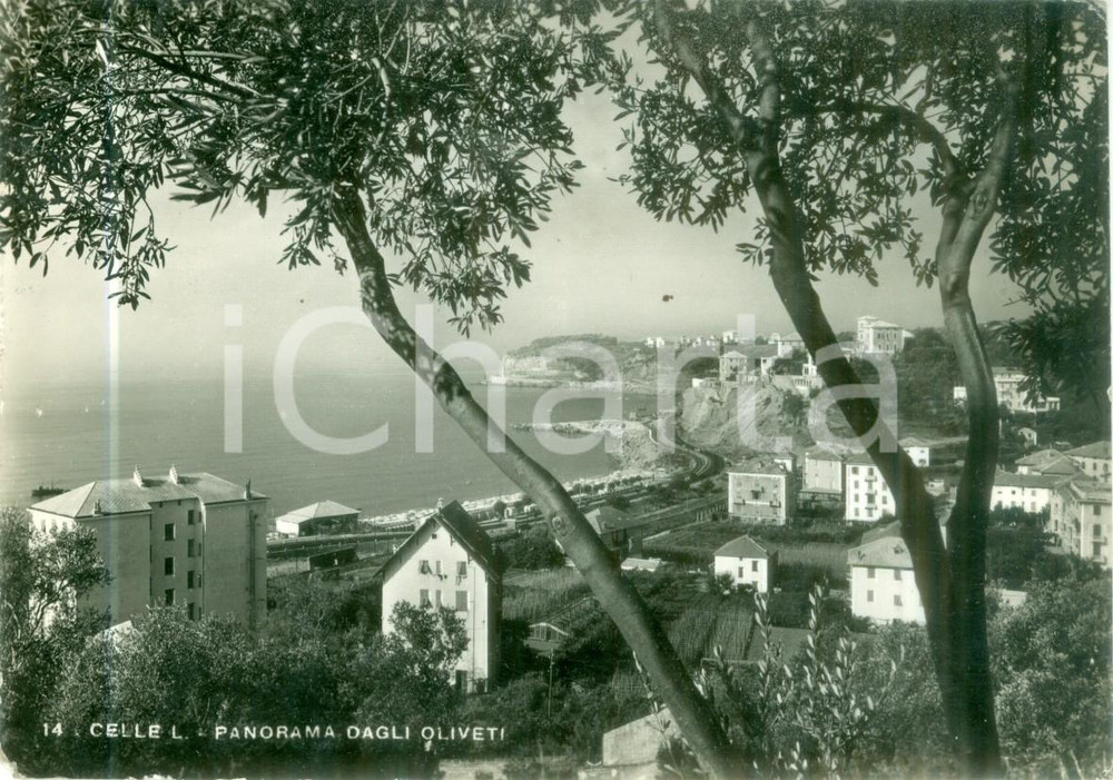 1955 ca CELLE LIGURE (SV) Panorama dagli oliveti *Cartolina FG VG