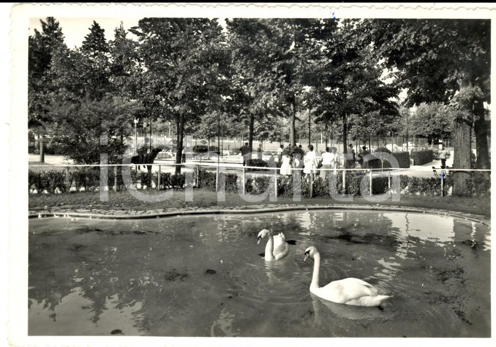 Cartolina originale da collezione 1950 ca PEDAVENA BL Giardino della BIRRERIA Cartolina ANIMATA FG VG 1