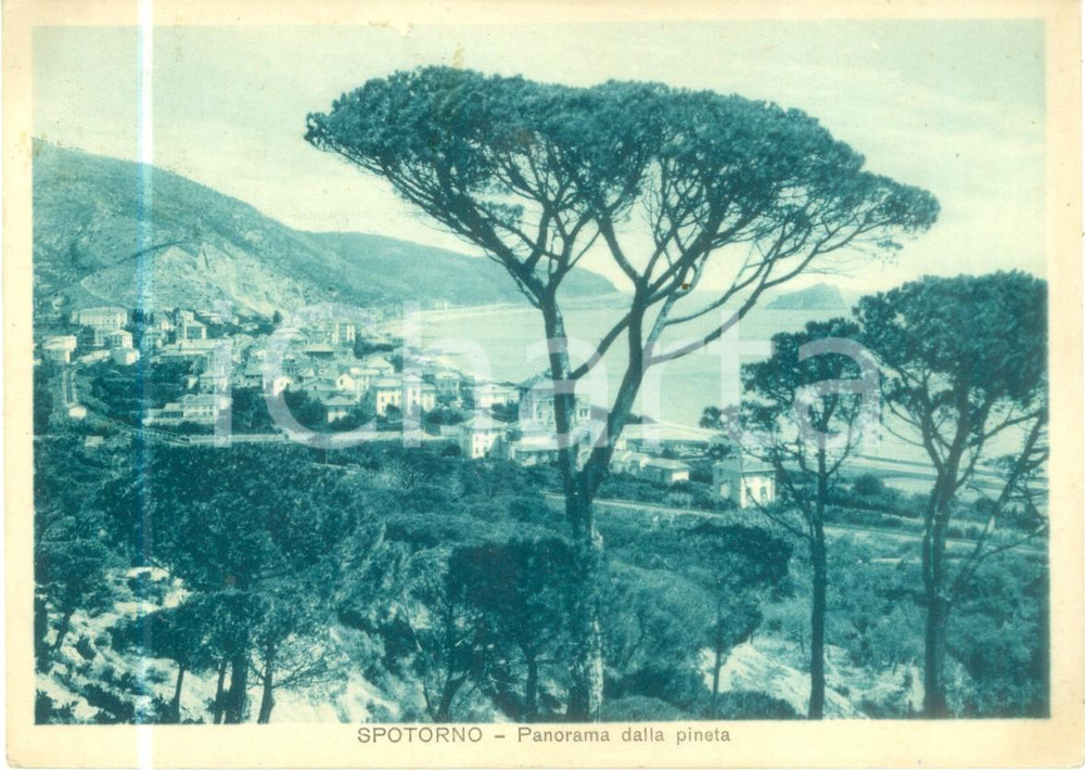 Cartolina originale da collezione 1935 SPOTORNO SV Panorama del paese dalla pineta Cartolina FG VG 1