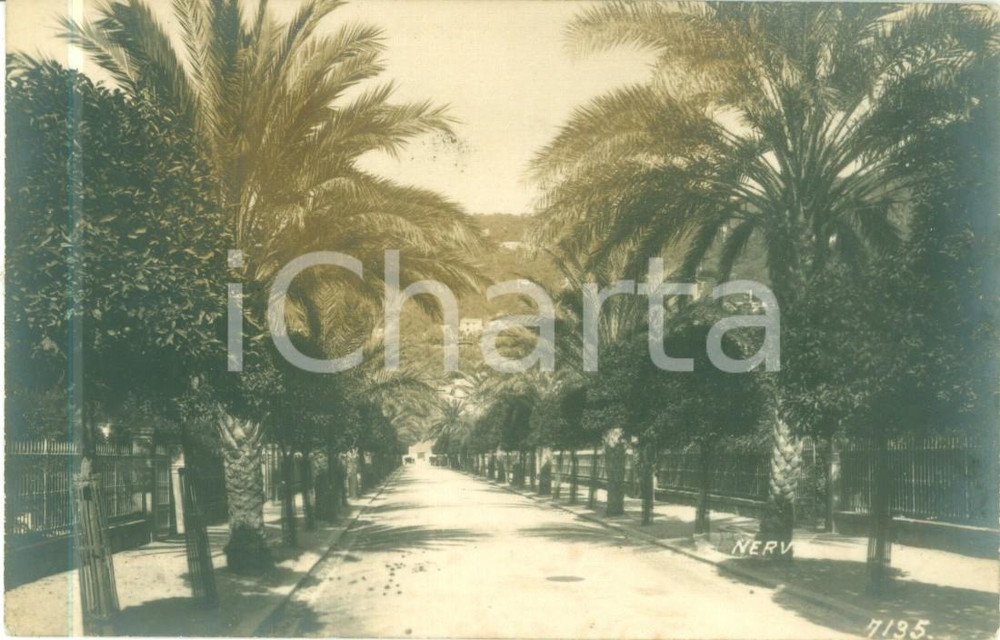 Cartolina originale da collezione 1920 ca GENOVA NERVI Veduta del Viale delle Palme Cartolina FP NV 1