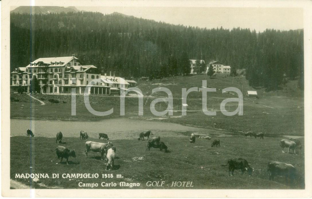 Cartolina originale da collezione 1935 ca MADONNA DI CAMPIGLIO TN Golf Hotel Mucche al pascolo campo CARLO MAGNO 1