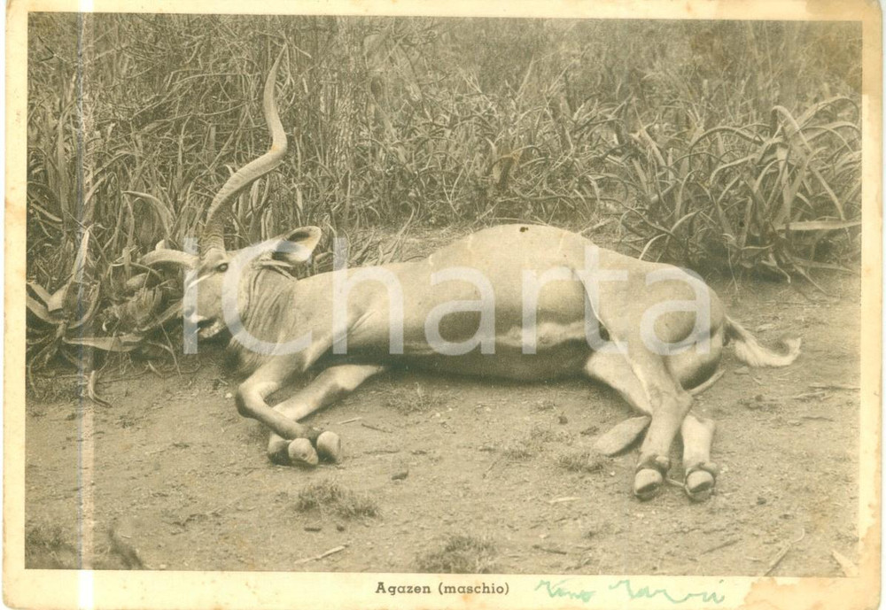 Cartolina originale da collezione 1936 ERITREA AOI Fauna Un agazen maschio Cartolina FG NV DANNEGGIATA 1
