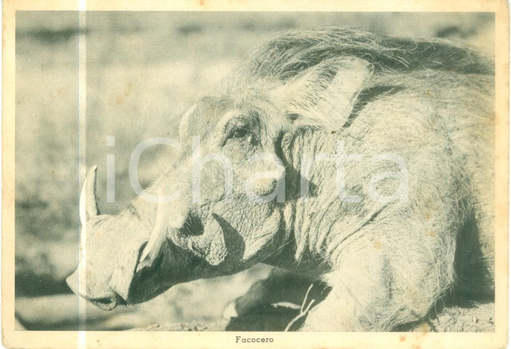 Cartolina originale da collezione 1936 ERITREA AOI Fauna Il muso di un facocero Cartolina FG NV 1