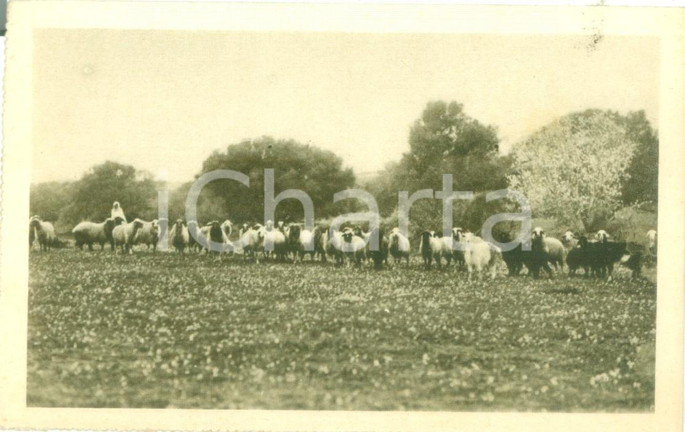 Cartolina originale da collezione 1935ca HOMS LIBIA Visioni coloniali Gregge di pecore Cartolina FP NV 1