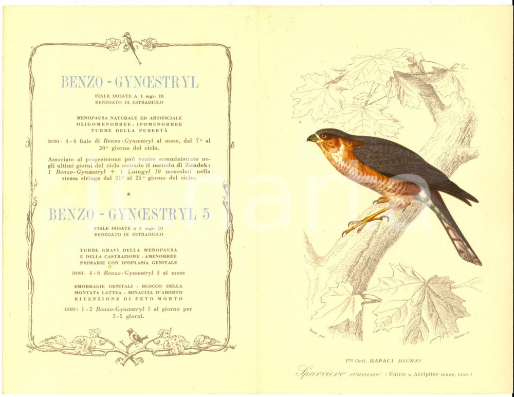 Materiale pubblicitario d’epoca 1950 ca MILANO Laboratori MAESTRETTI BENZOGYNOESTRIL  Scheda sparviero 1