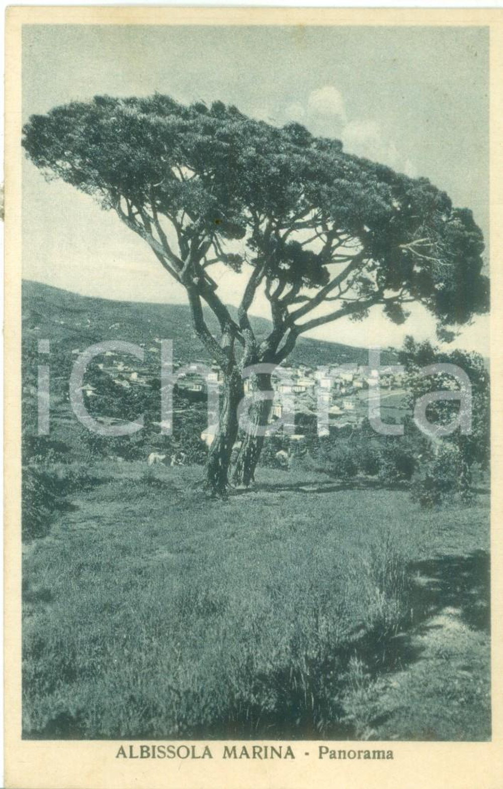 Cartolina originale da collezione 1927 ALBISSOLA MARINA SV Panorama con pino marittimo Cartolina FP VG 1