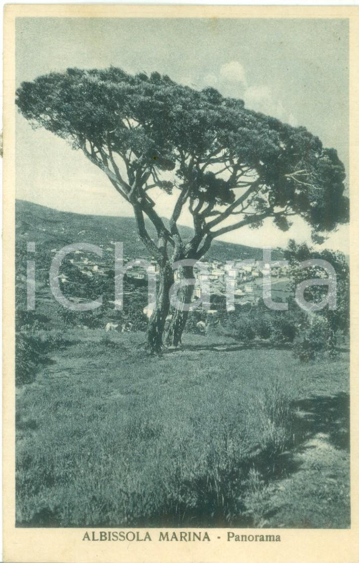 Cartolina originale da collezione 1927 ALBISSOLA MARINA SV Panorama con pino marittimo Cartolina FP VG 1