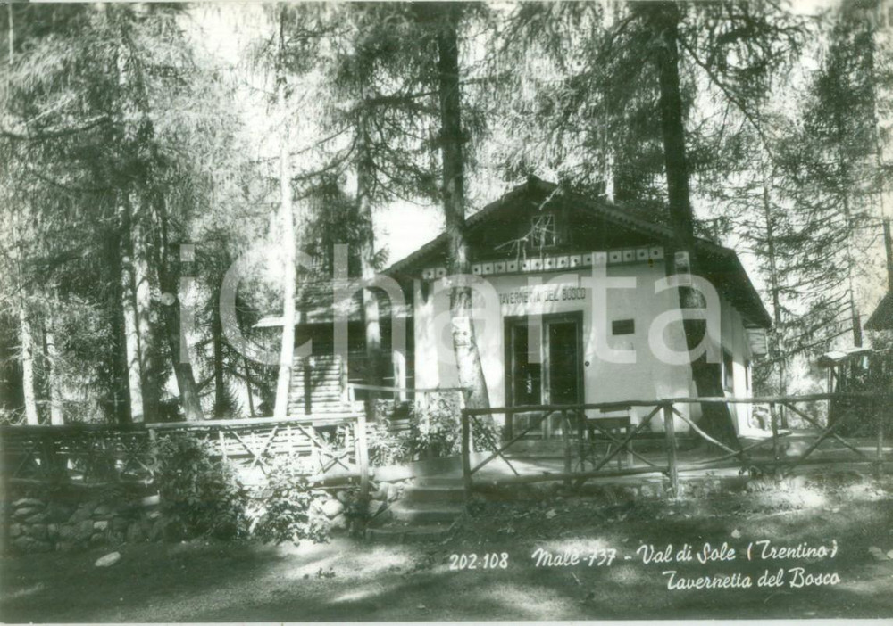 Cartolina originale da collezione 1955 ca MALÃˆ TN Tavernetta del Bosco in VAL DI SOLE Cartolina FG NV 1