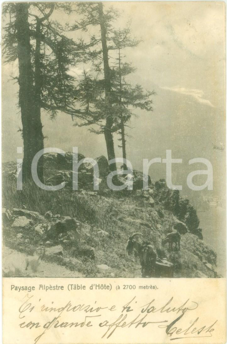 Cartolina originale da collezione 1905 ca ALPI Caproni al pascolo su una cima alpestre Cartolina FP VG 1