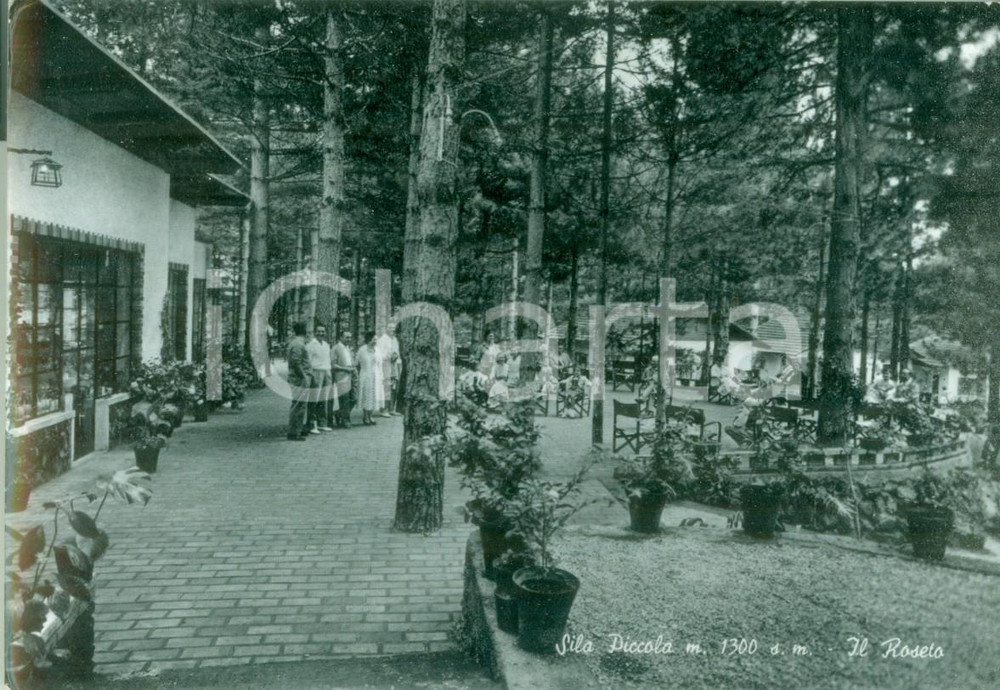 Cartolina originale da collezione 1951 SILA PICCOLA Pineta con i roseti Cartolina ANIMATA FG VG 1
