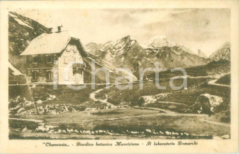Cartolina originale da collezione 1931 PICCOLO SAN BERNARDO Giardino botanico CHANOUSIA Cartolina FP VG 1