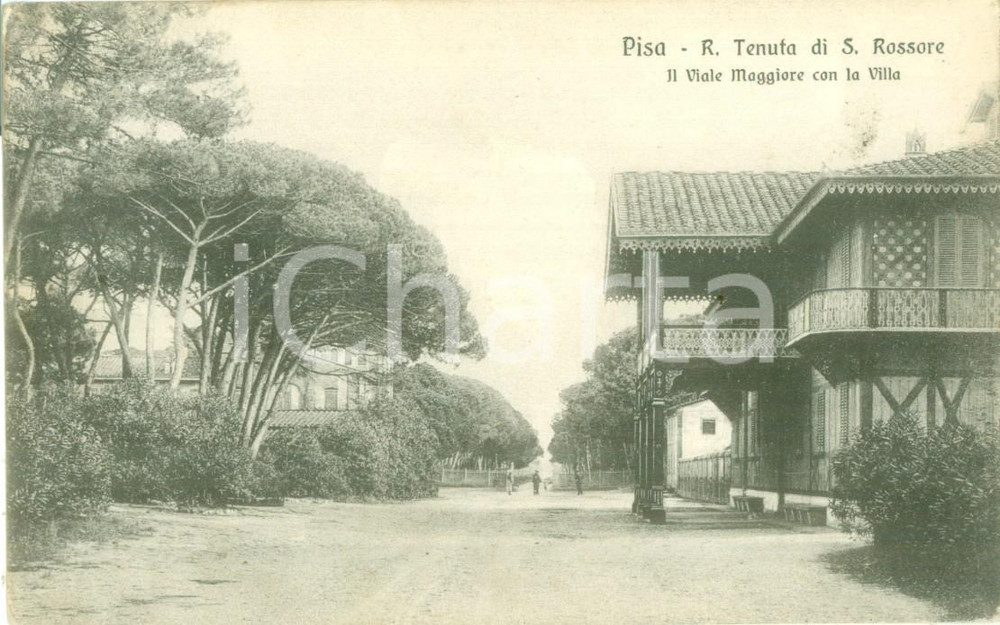 Cartolina originale da collezione 1917 PISA Regia tenuta di SAN ROSSORE Viale maggiore Cartolina FP VG 1