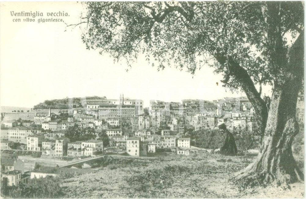 Cartolina originale da collezione 1935 ca VENTIMIGLIA VECCHIA Panorama con olivo gigantesco Cartolina FP NV 1