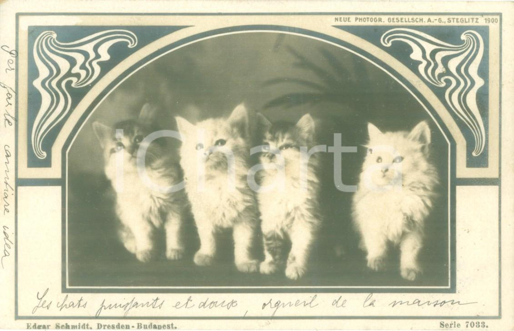 Cartolina originale da collezione 1900 BUDAPEST UNGHERIA Quattro gattini in posa Cartolina artistica FP VG 1