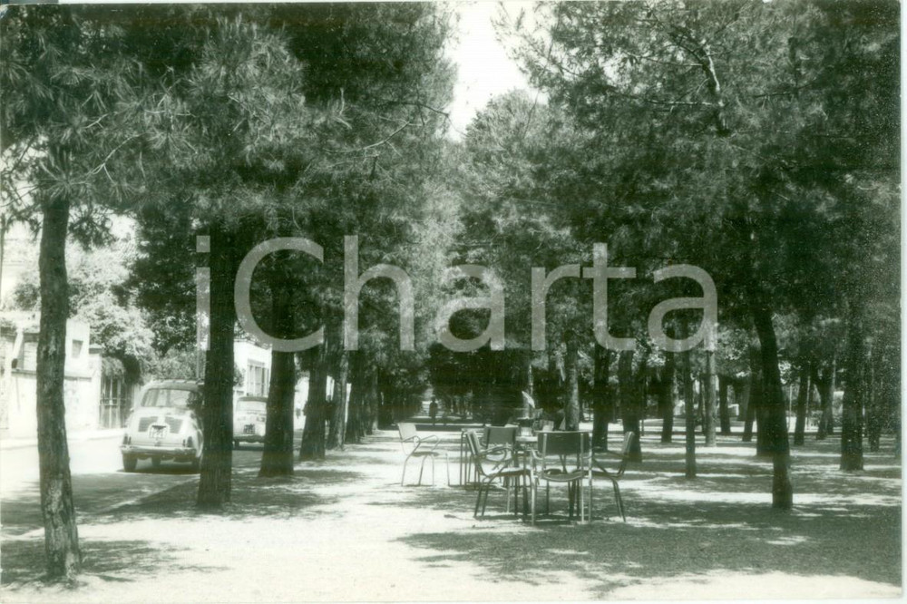 Cartolina originale da collezione 1952 GROTTAMMARE AP Pineta Viale Medaglie d Oro CRUCIOLI Cartolina FG VG 1