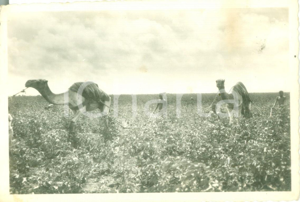 Cartolina originale da collezione 1940 ca ETIOPIA ? Indigeno in una piantagione con i cammelli Cartolina FG NV 1