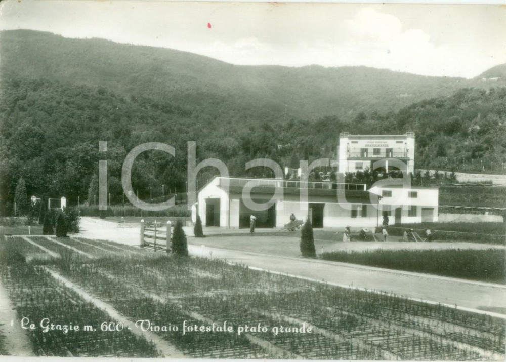 Cartolina originale da collezione 1962 LE GRAZIE PT Vivaio forestale e prato grande Cartolina postale FG VG 1