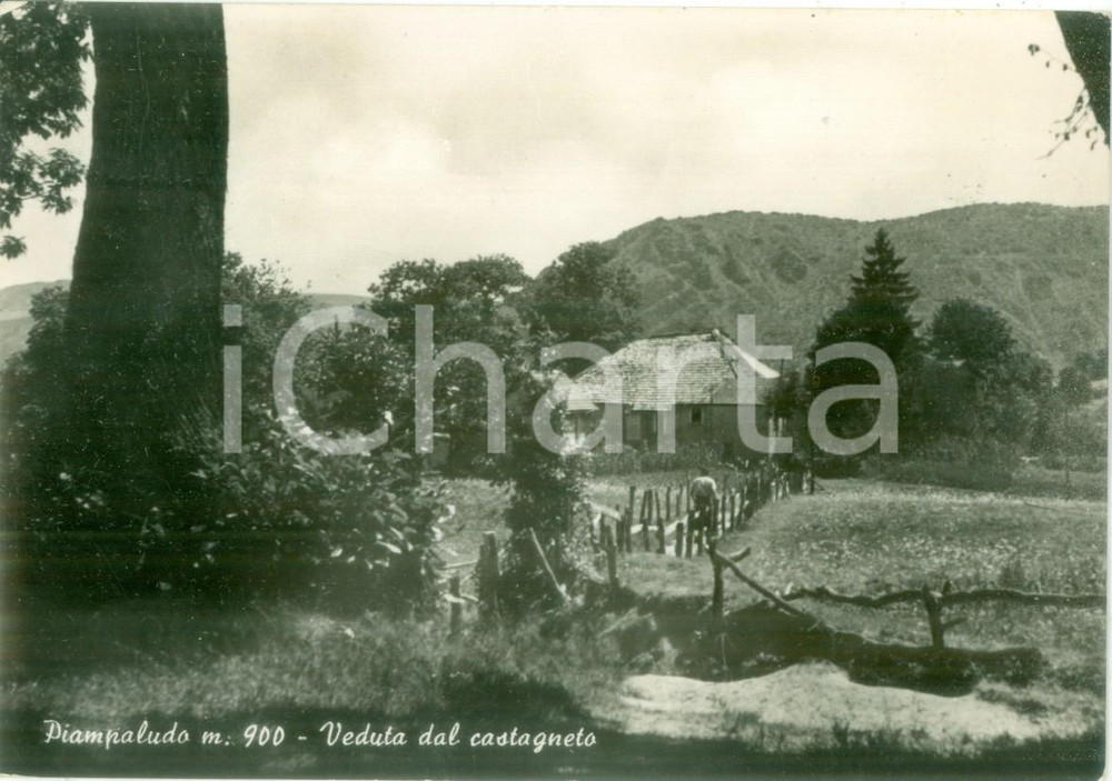 Cartolina originale da collezione 1953 SASSELLO SV Veduta di PIAMPALUDO dal castagneto Cartolina FG VG 1