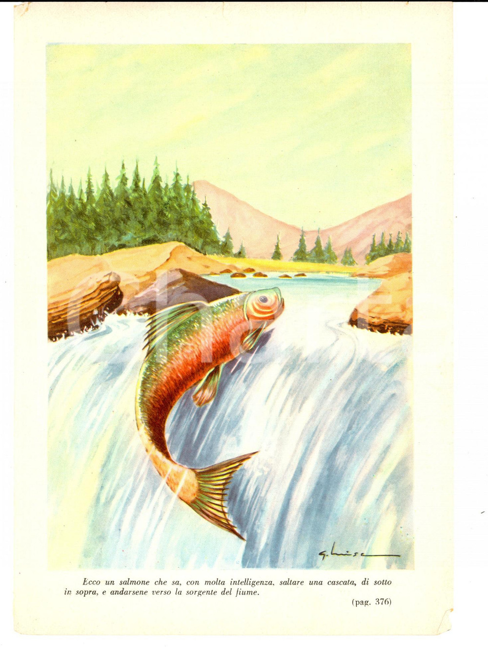 Stampa, bozzetto originale 1950 ca Ill. G. LUISE Il salmone salta la cascata Stampa da romanzo 16x23 cm 1