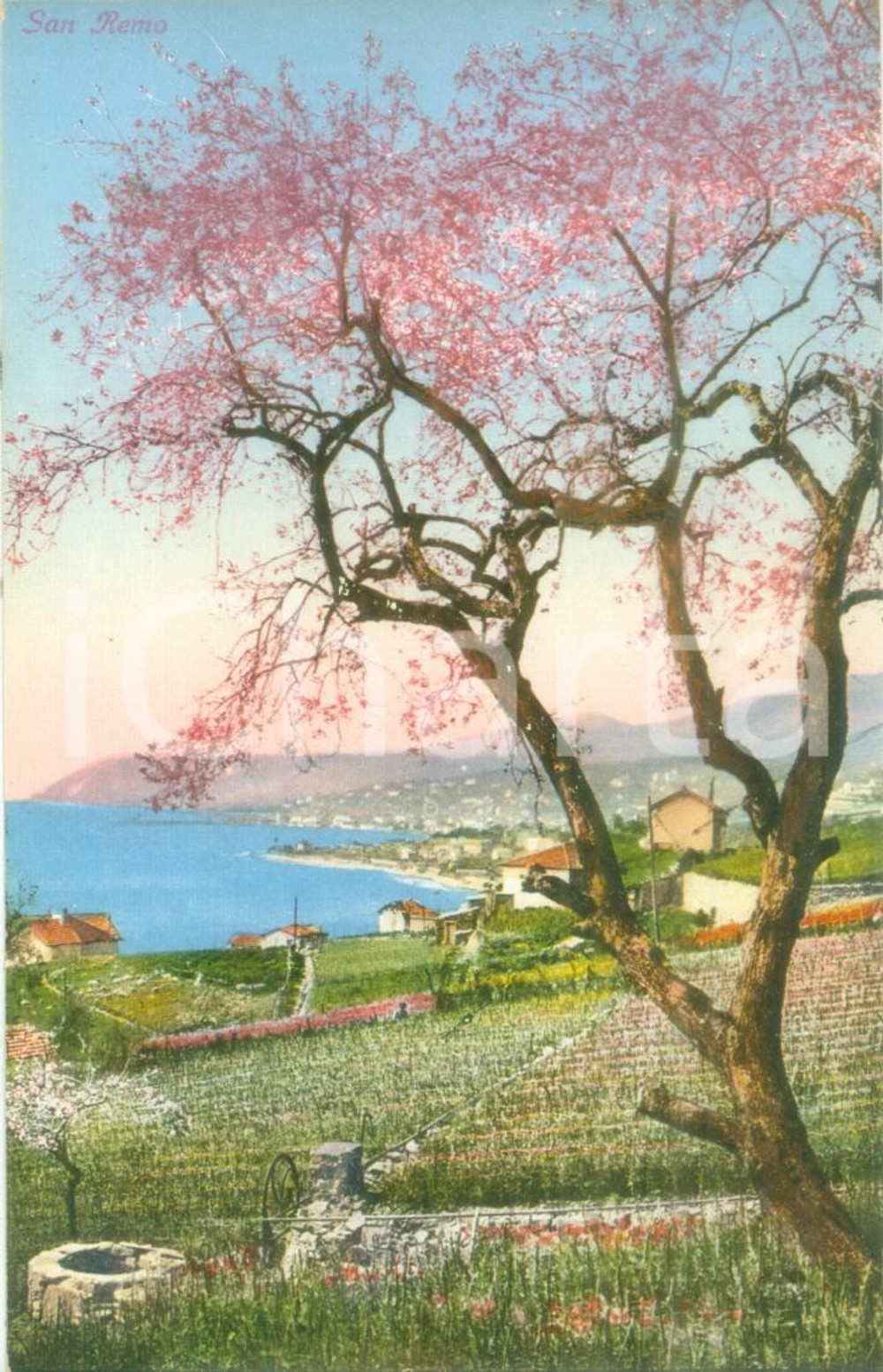 Cartolina originale da collezione 1935 ca SANREMO IM Panorama con albero di ciliegio Cartolina FP NV 1