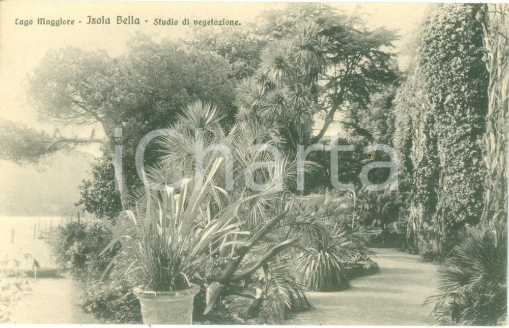Cartolina originale da collezione 1935 ca ISOLA BELLA VB Studio di vegetazione sul Lago Maggiore Cartolina FP NV 1