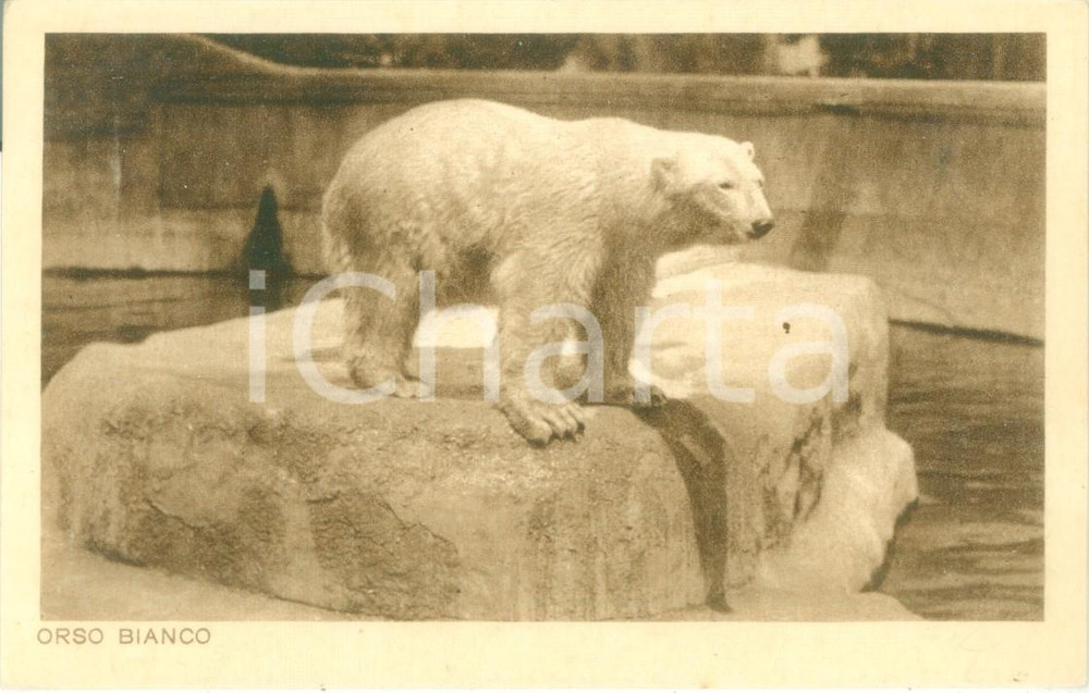 1935 ca ROMA Giardino zoologico L'orso bianco *Cartolina postale FP NV