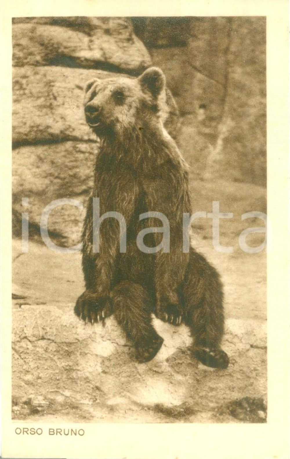 Cartolina originale da collezione 1935 ca ROMA Giardino zoologico L orso bruno Cartolina postale FP NV 1