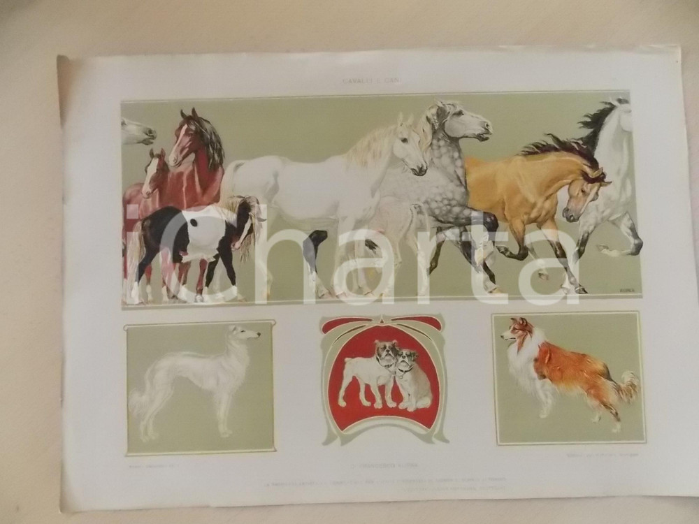 Stampa, bozzetto originale 1910 ca Francesco KUPKA Cavalli e cani Tavola 35x25 cm da MODELLI DECORATIVI 1