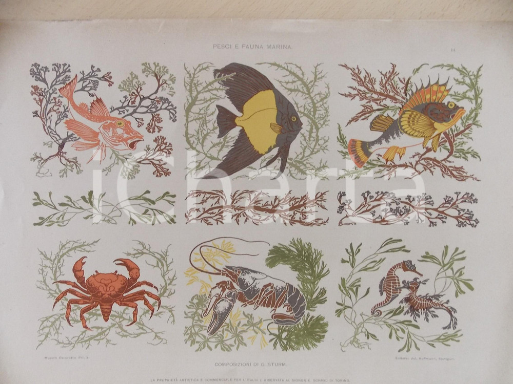 Stampa, bozzetto originale 1910 ca G. STURM Pesci e fauna marina Tavola 35x25 cm da MODELLI DECORATIVI 1