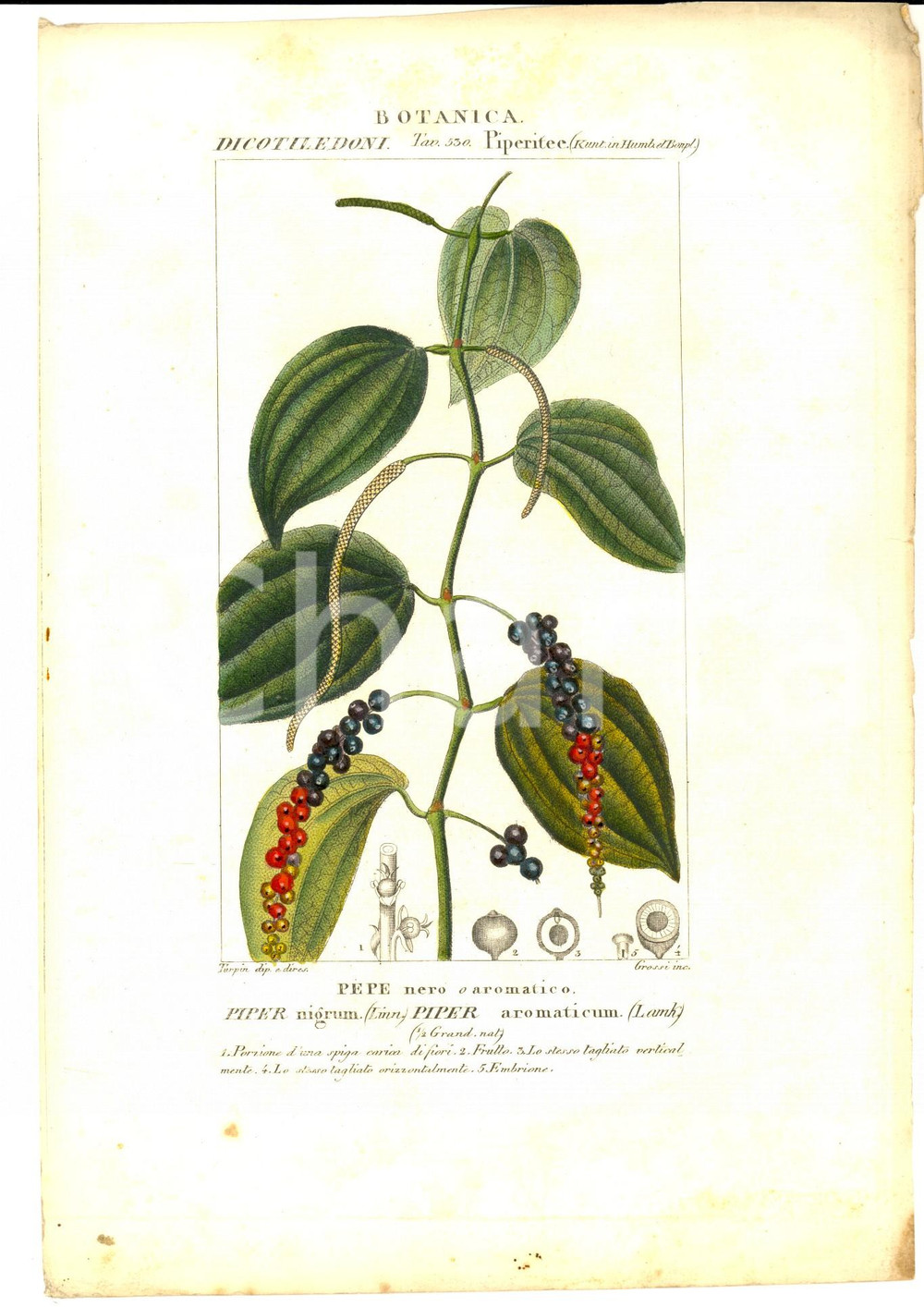 Stampa, bozzetto originale 1830 ca BOTANICA Dicotiledoni Pepe nero o aromatico Inc. GROSSI Colorata a mano 1