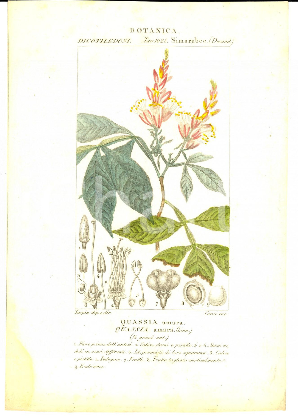 Stampa, bozzetto originale 1830 ca BOTANICA Dicotiledoni  Quassia amara Inc. CORSI Colorata a mano 1