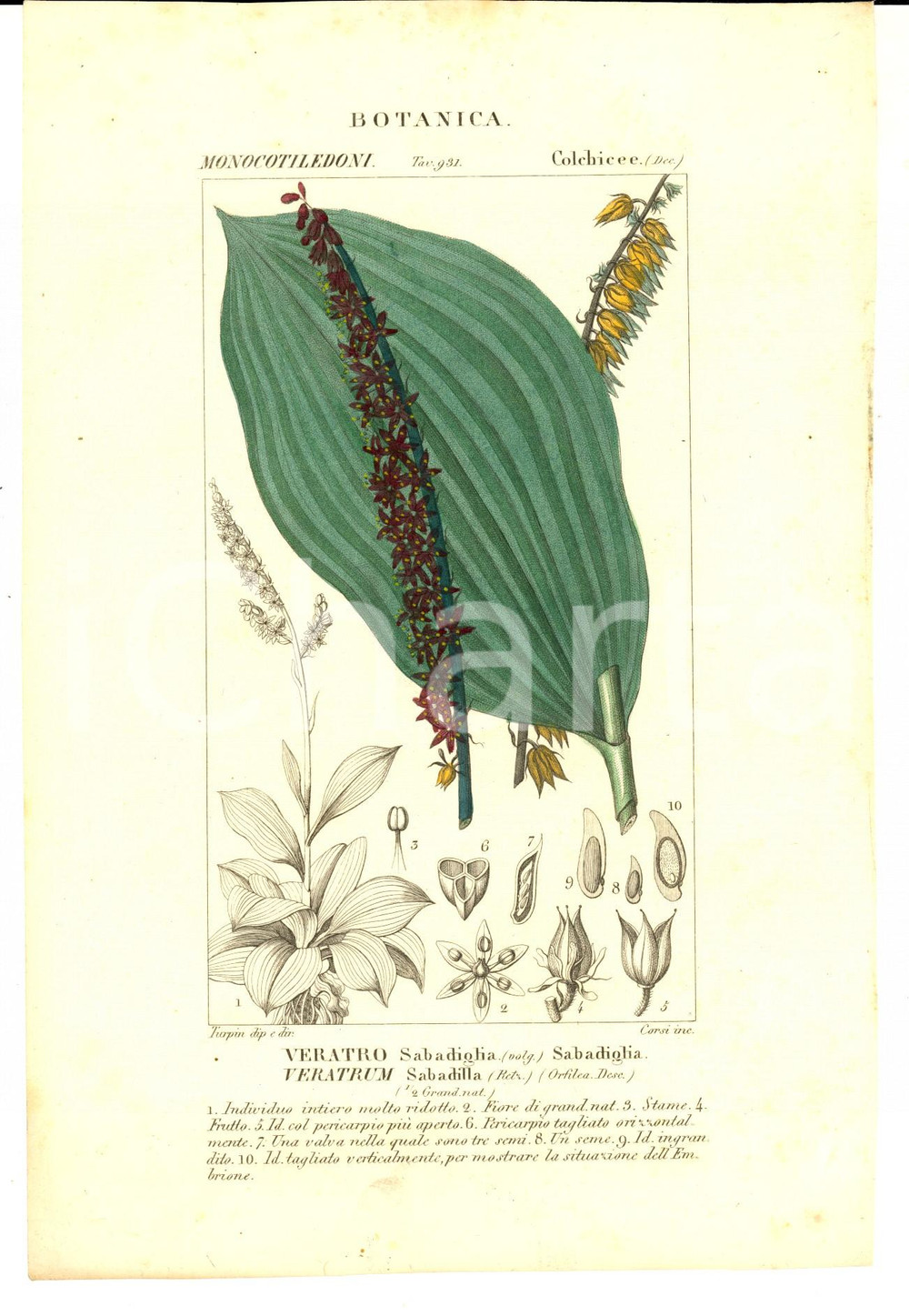 Stampa, bozzetto originale 1830 ca BOTANICA Monocotiledoni  Veratro Sabadiglia Inc. CORSI Colorata a mano 1