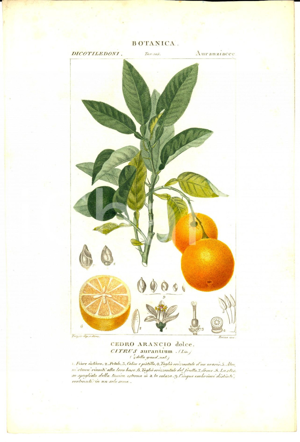 Stampa, bozzetto originale 1830 ca BOTANICA Dicotiledoni  Cedro arancio dolce Dis. TURPIN Colorata a mano 1