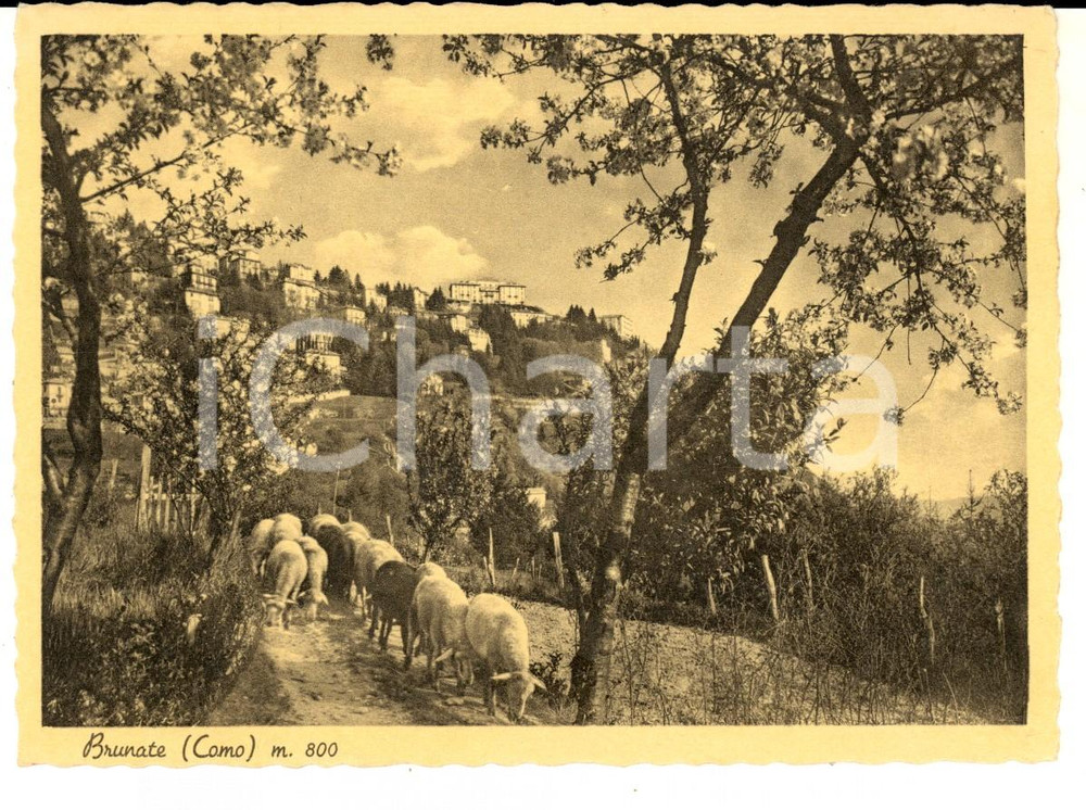 Cartolina originale da collezione 1940 ca BRUNATE CO Panorama con gregge al pascolo Cartolina FG NV 1