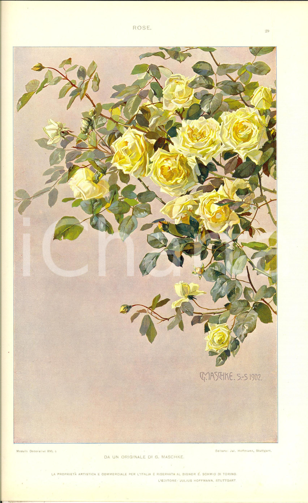 Stampa, bozzetto originale 1910 ca G. MASCHKE Rose Tavola 35x25 cm da MODELLI DECORATIVI 1