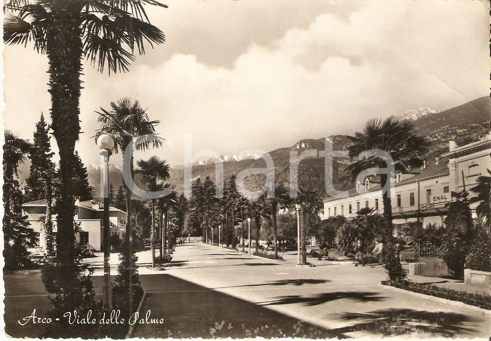 Cartolina originale da collezione 1960 ARCO TN Viale delle palme Cartolina FG VG 1