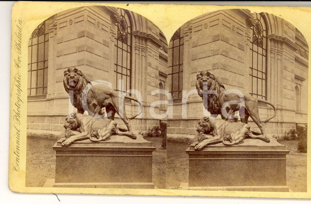 Fotografia d epoca originale 1876 PHILADELPHIA CENTENNIAL EXHIBITION The dying lioness Stereoscopic photo 1