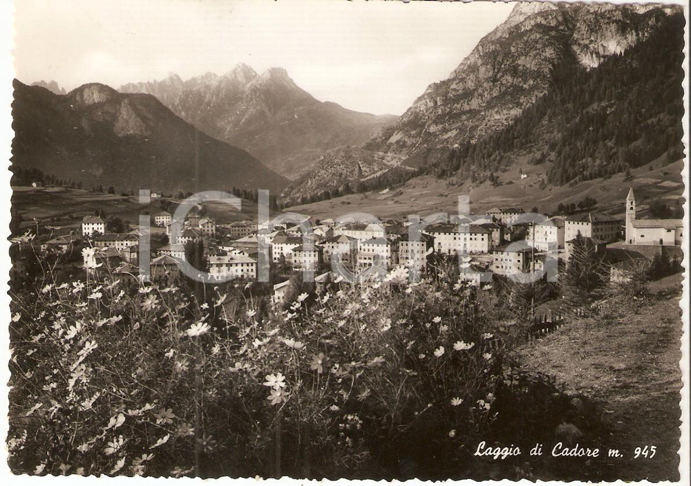 Cartolina originale da collezione 1952 LAGGIO DI CADORE BL Panorama con fiori di campo Cartolina FG VG 1