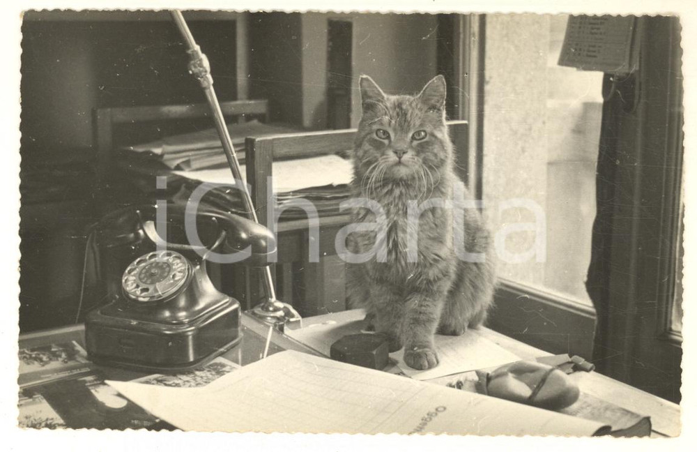 Fotografia d epoca originale 1960 ca TORINO ? Ritratto di un gatto alla scrivania Foto Vito ZUCCHINI 1