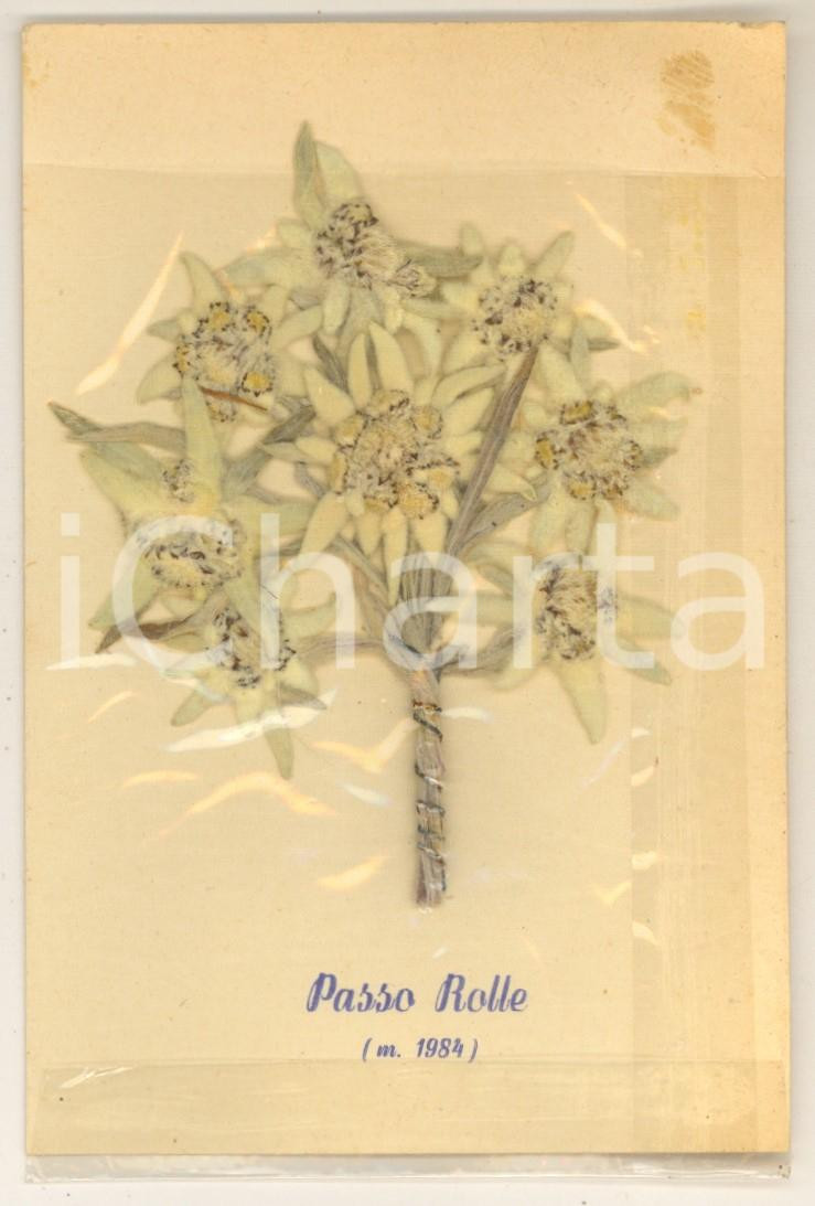 Materiale pubblicitario d’epoca 1950 ca PASSO ROLLE TN Cartoncino con stella alpina VERA 9x13 cm 1