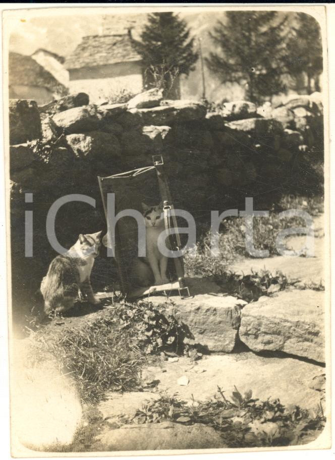 Fotografia d epoca originale 1928 MACUGNAGA VB Una coppia di gatti al sole Foto ARTISTICA 8x11 cm 1