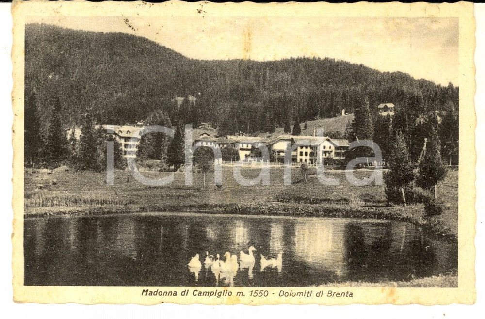 Cartolina originale da collezione 1949 MADONNA DI CAMPIGLIO TN Dolomiti di BRENTA Cartolina ANIMATA oche FP VG 1